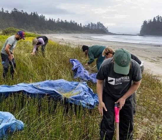 Sand Dune Restoration