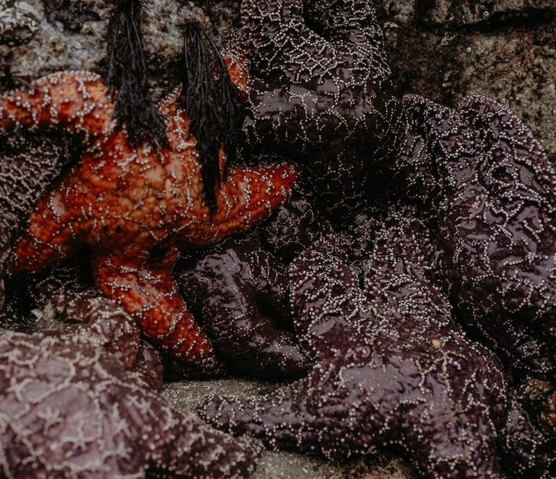 Sea Star Survey at Tonquin Beach