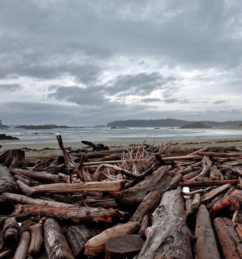 Piles of driftwood logs on the beach