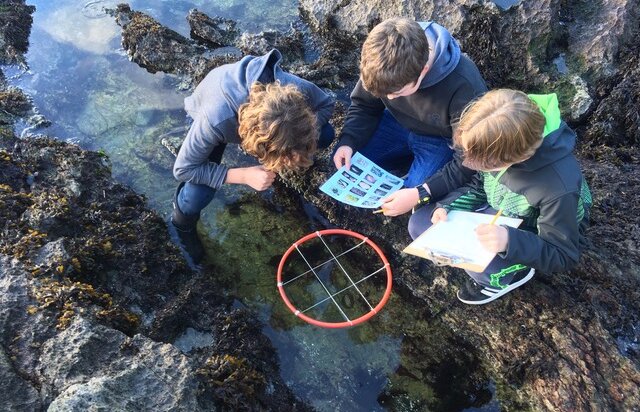 children measuring animals in a tide pool
