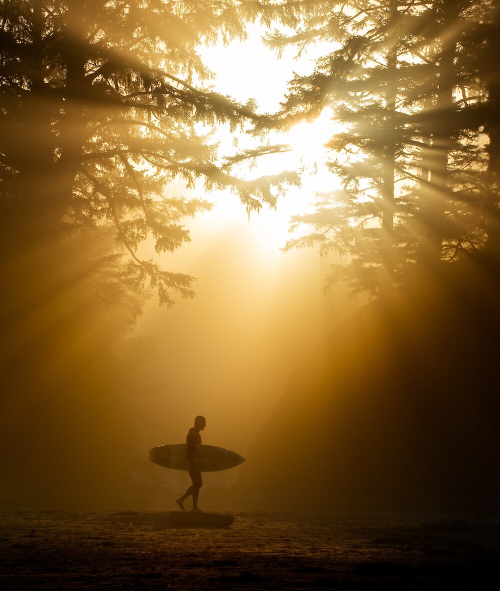 Surfer walking on a log with a surfboard and the sun coming through the trees