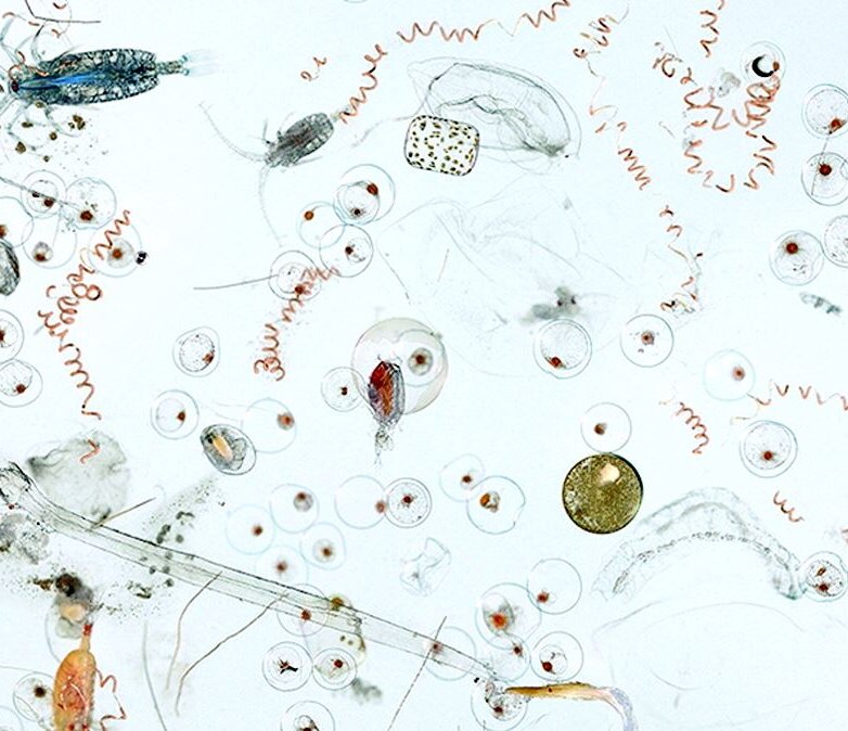 Tofino Plankton Booth