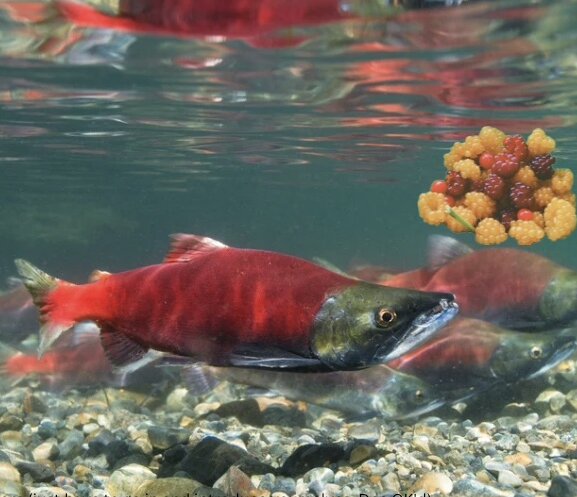 Coastal Curiosity Booth: Best Friends – Salmon & Riparian Berries
