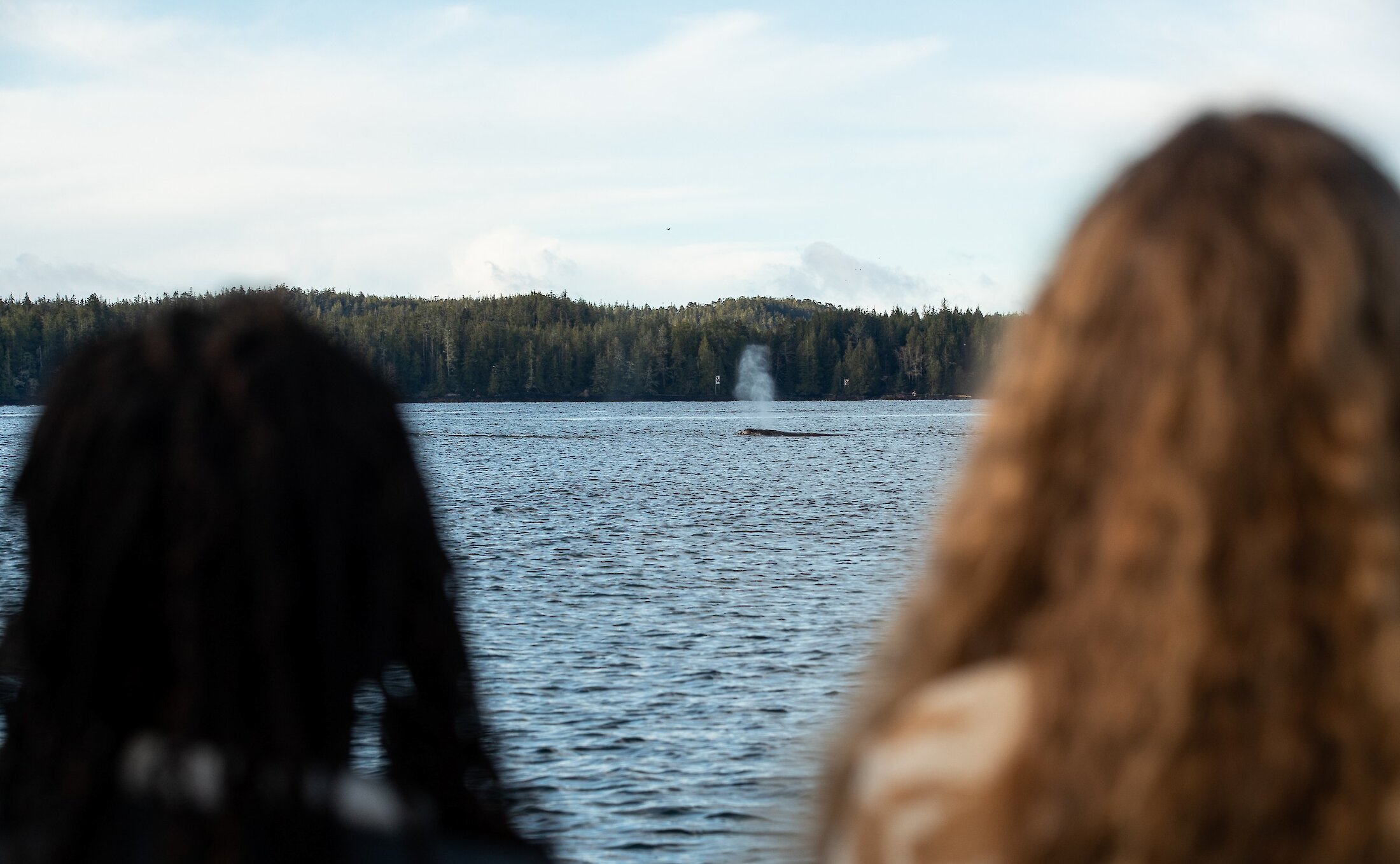 Gazing out at a whale expelling air in the distance