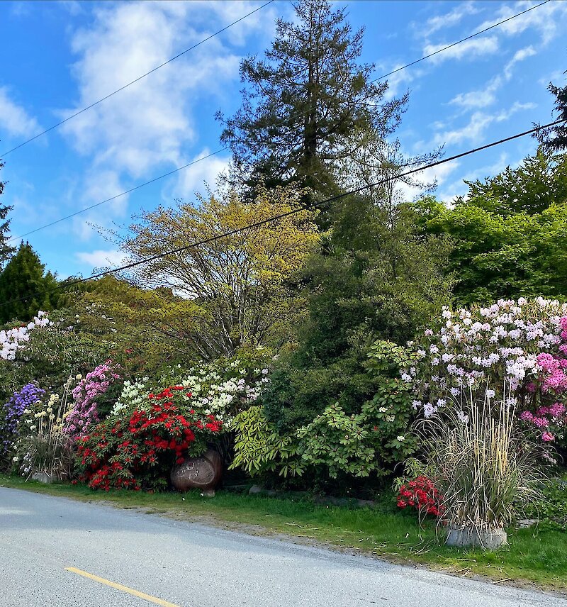 Rhododendrons in bloom alongside the road