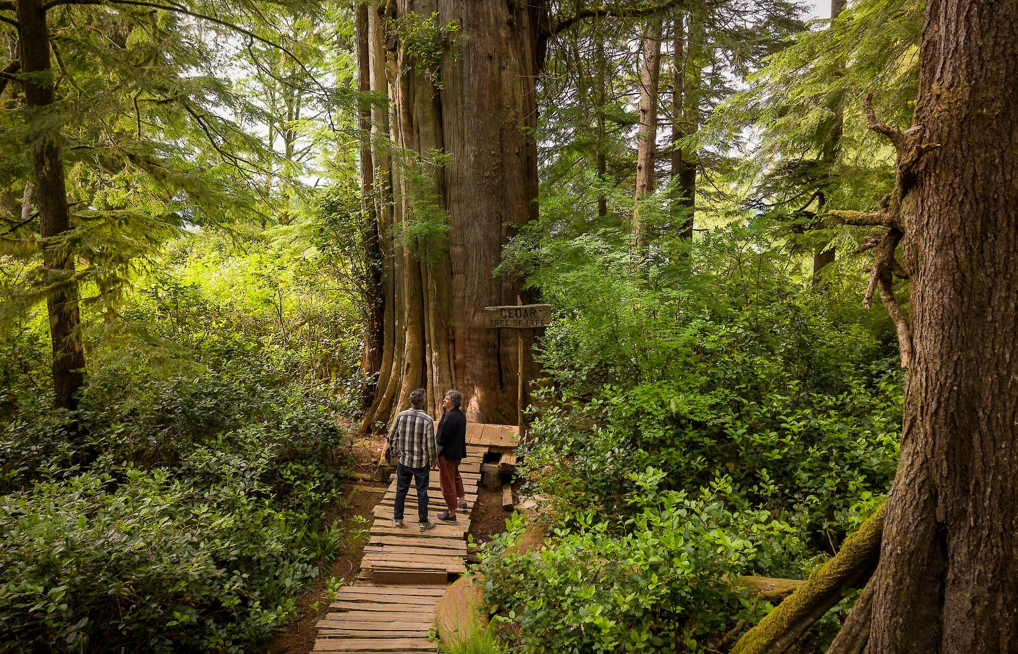 Man and woman admiring an old growth tree on a forested boardwalk trail