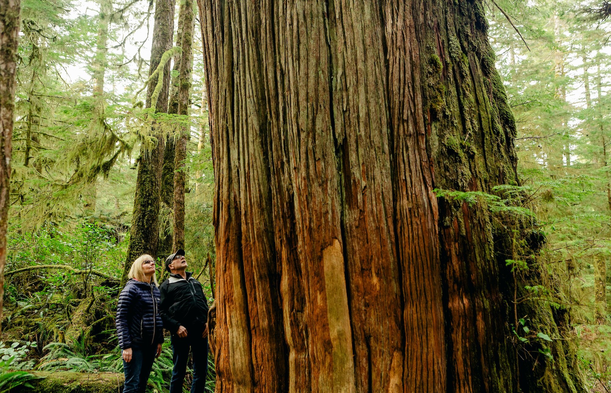 Older man and woman looking up at an old growth tree