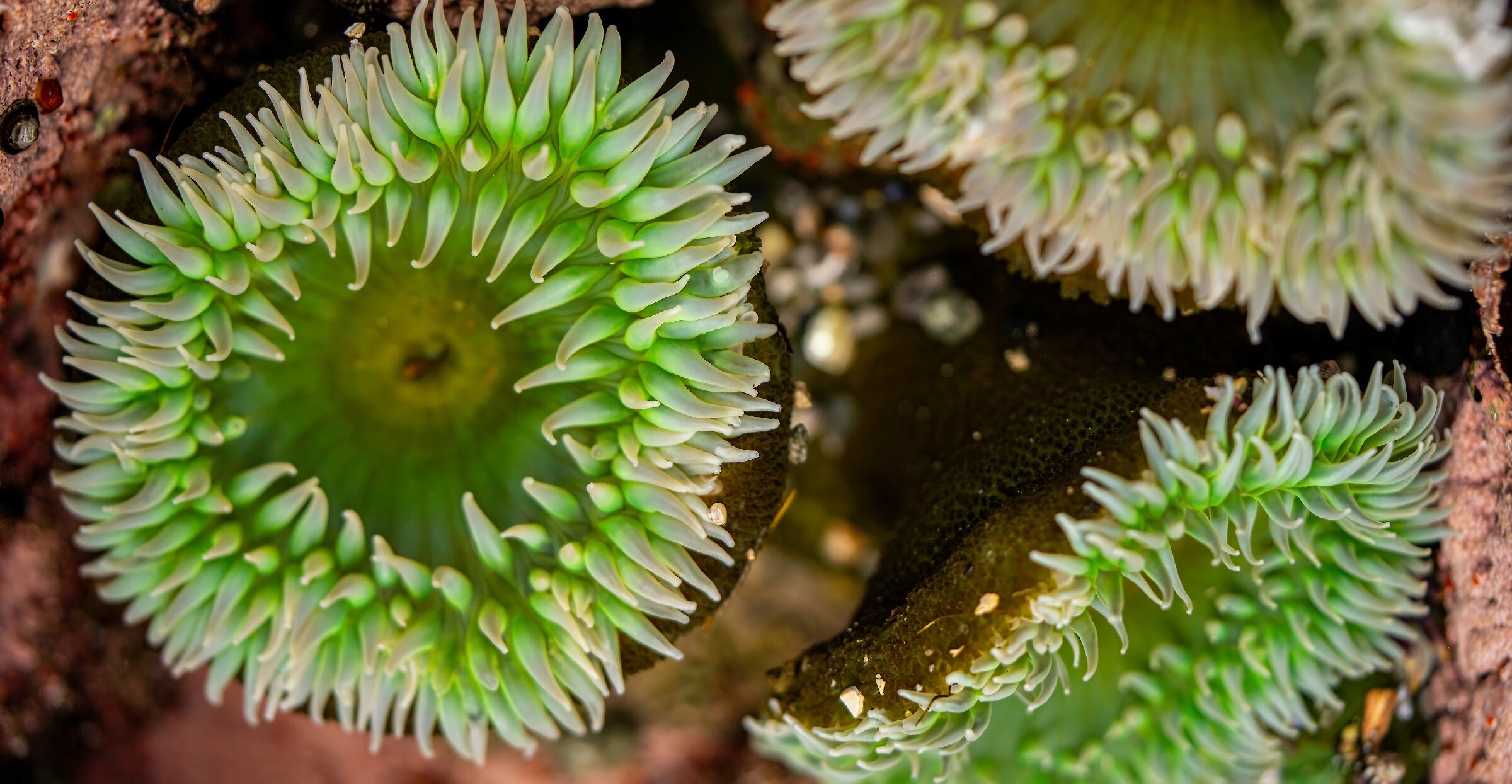 close up of sea anemones in a tidal pool