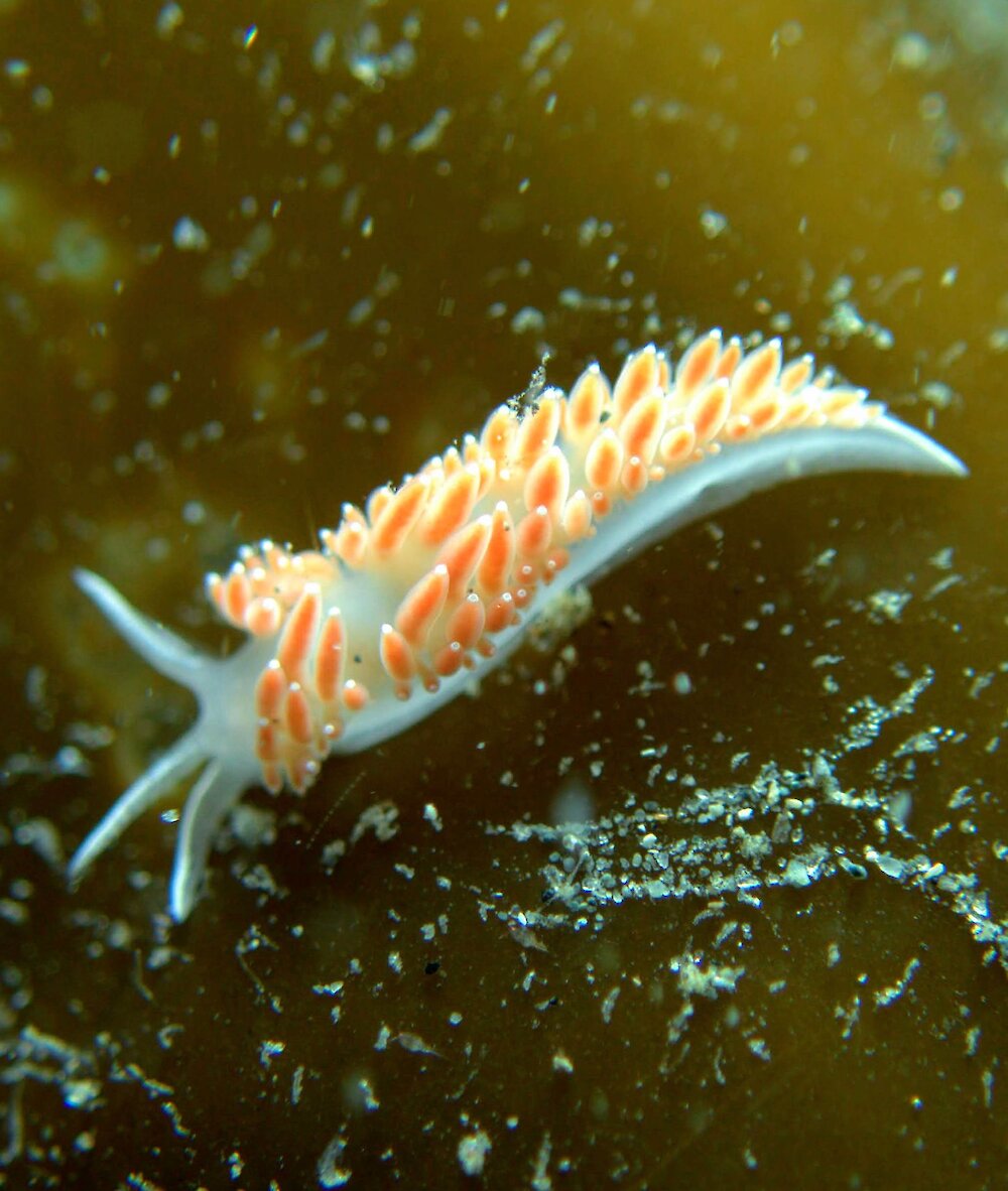 Sea slug on kelp