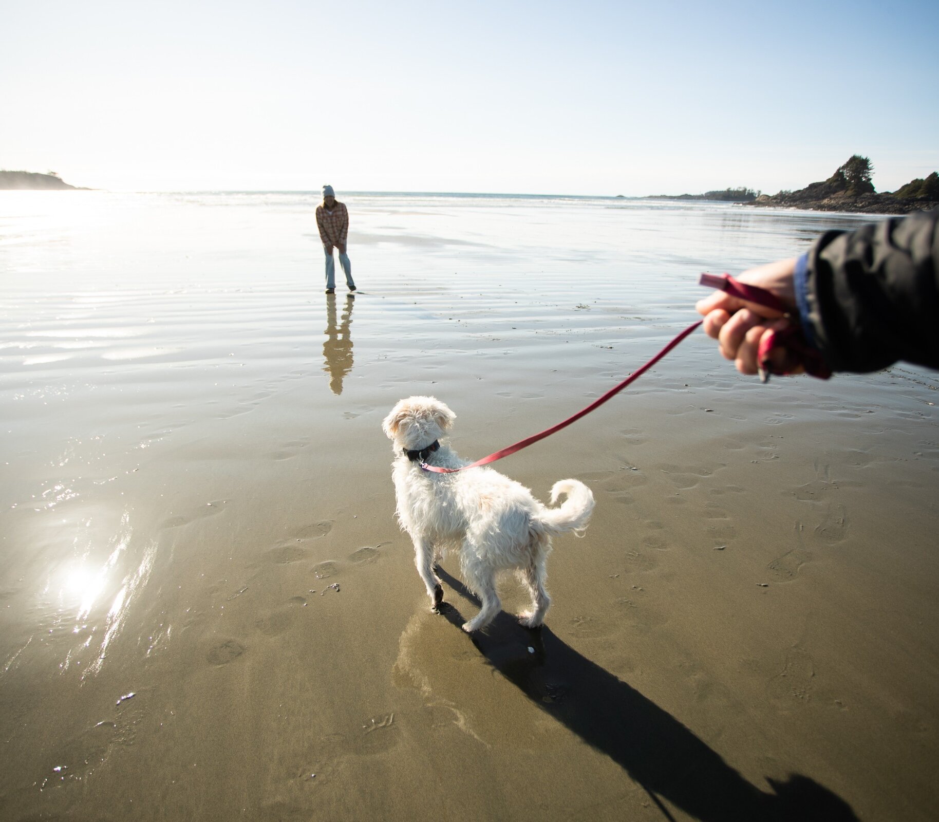 Person walking their dog on leash at the beach with another person ahead of the dog