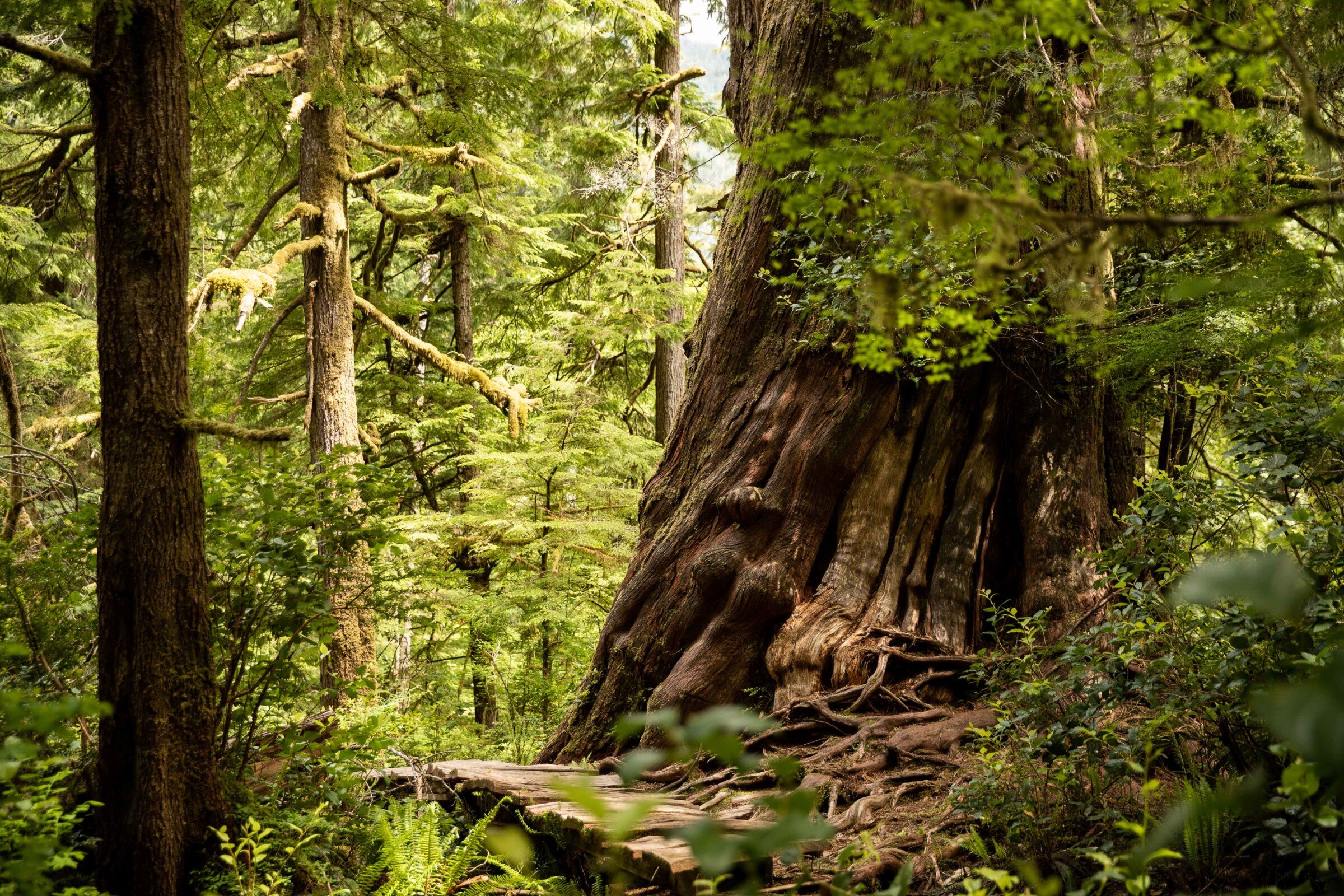A large cedar tree flanked by the Big Tree Trail (Meares Island).