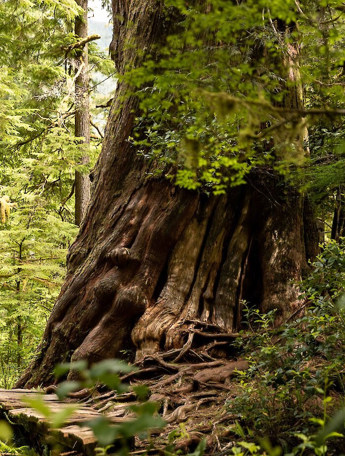 A large cedar tree flanked by the Big Tree Trail (Meares Island).