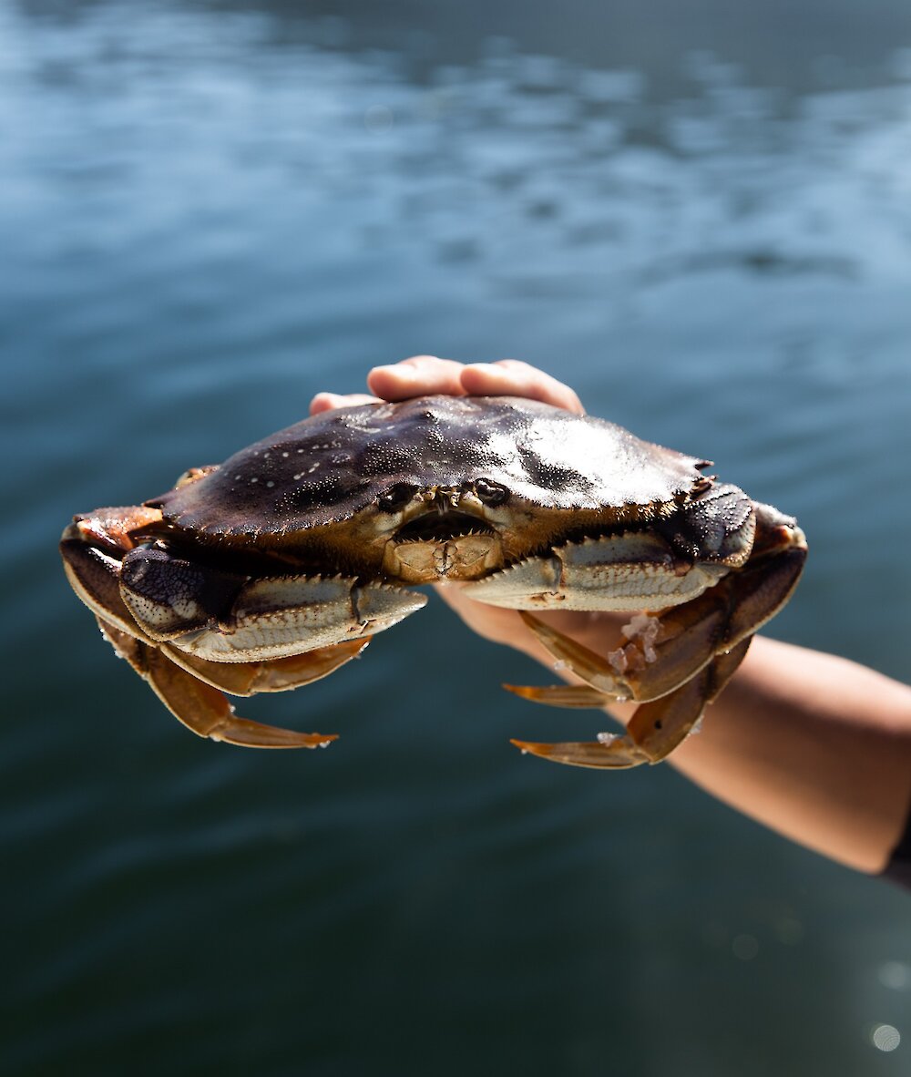 Close up of a crab in a person's hand
