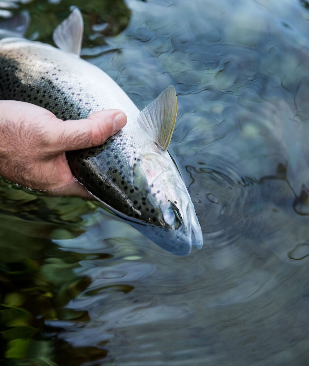Trout in a person's hand over a river
