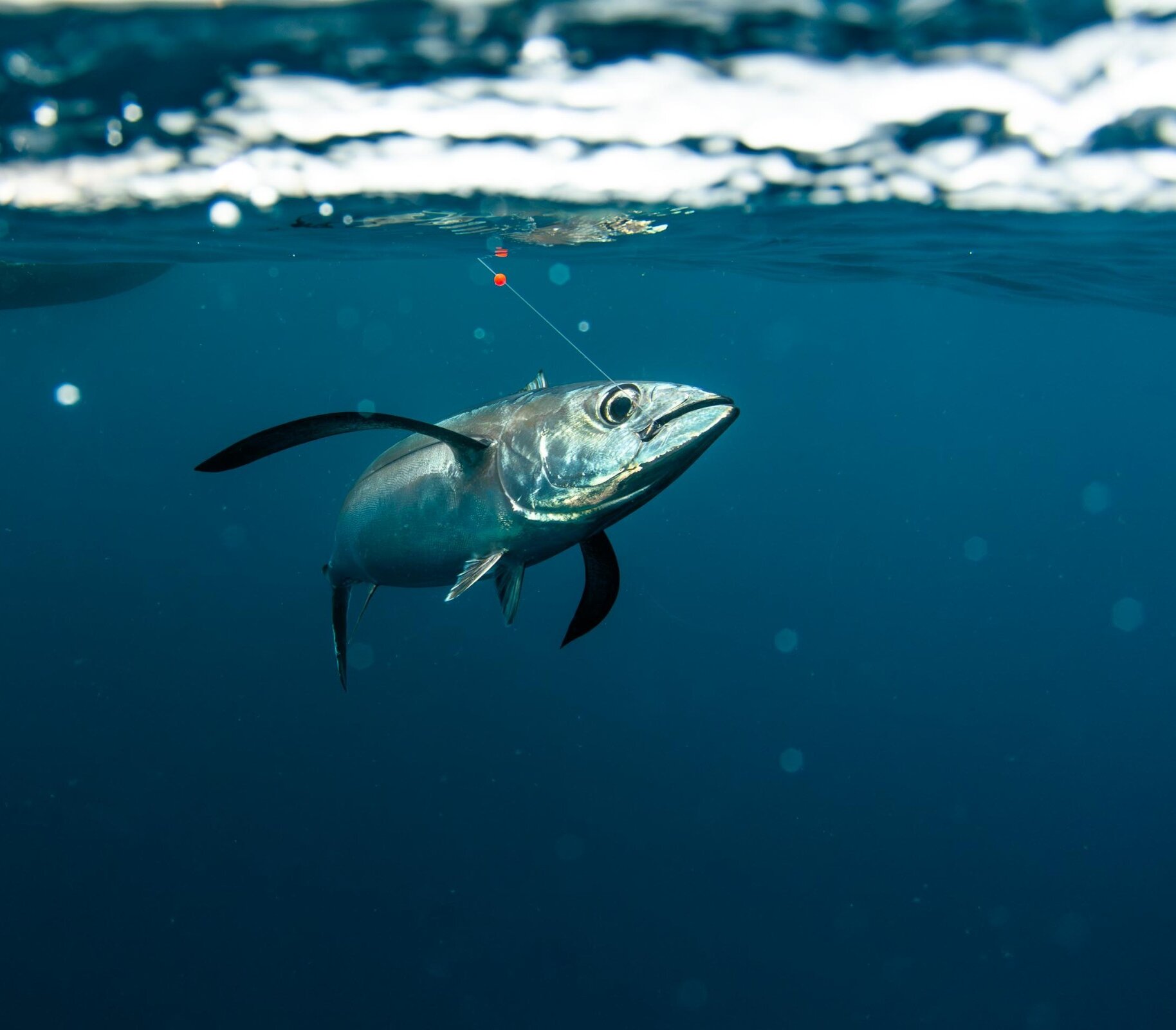 Underwater photo of a tuna with a hook and line in its mouth
