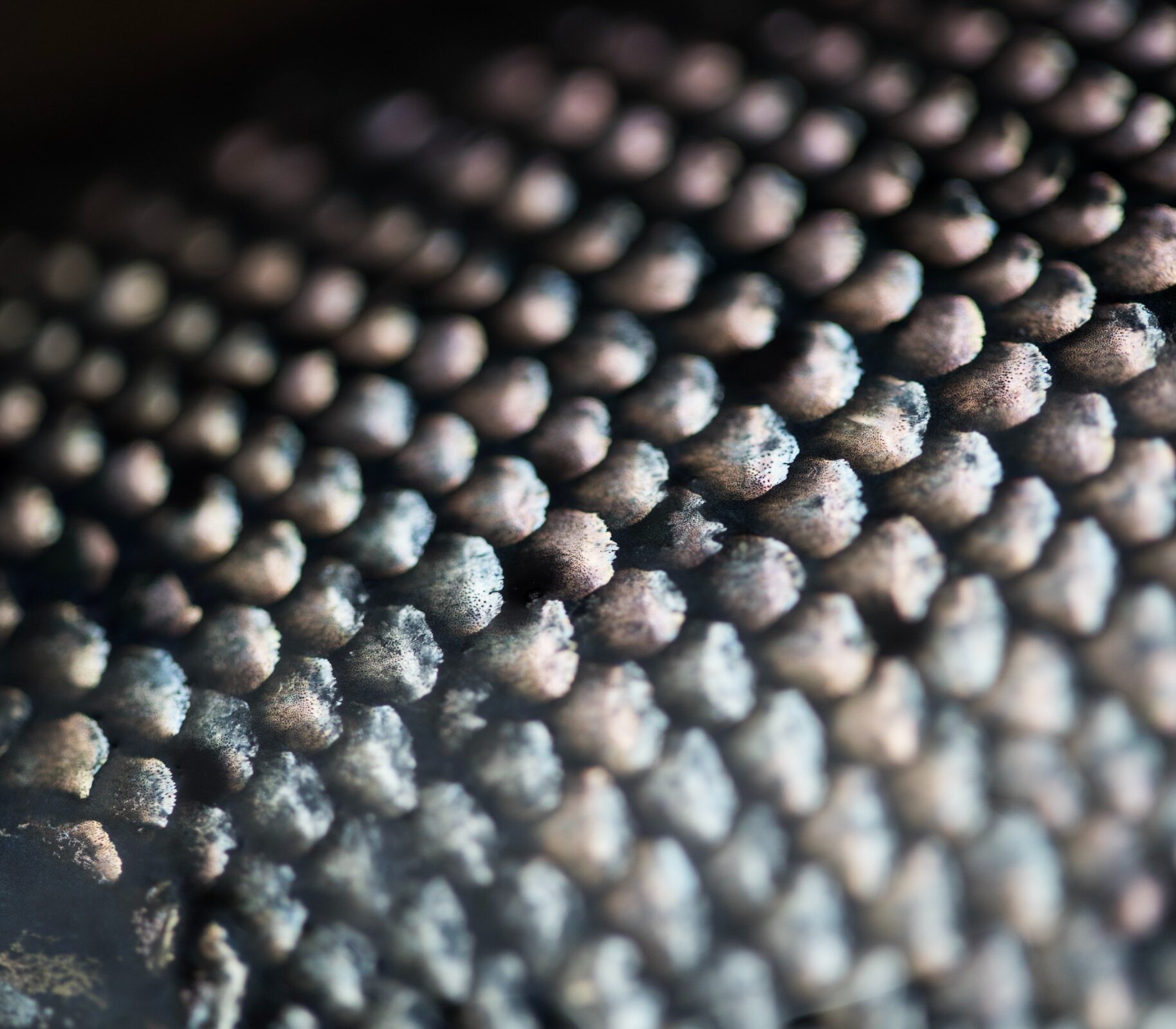 Close-up of Chinook salmon fish scales.