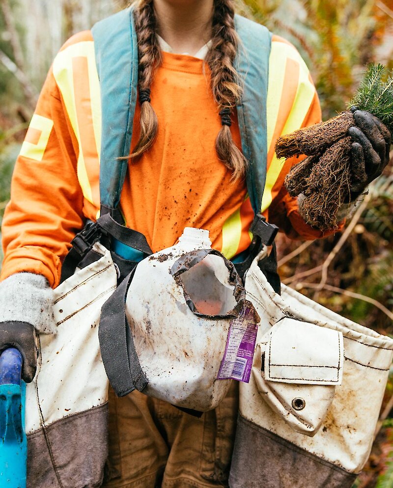 Person planting trees