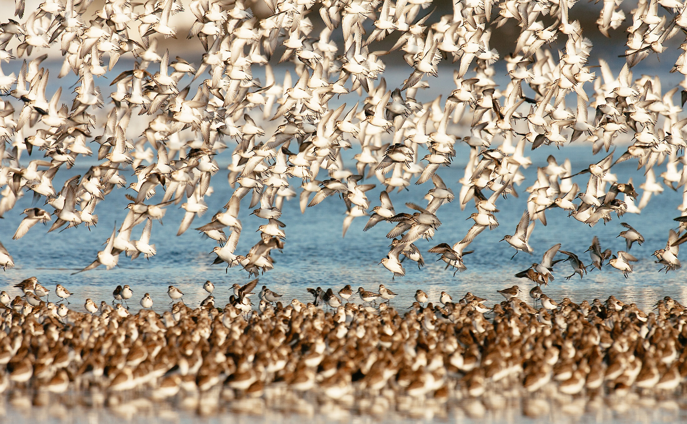 a flock of shorebirds