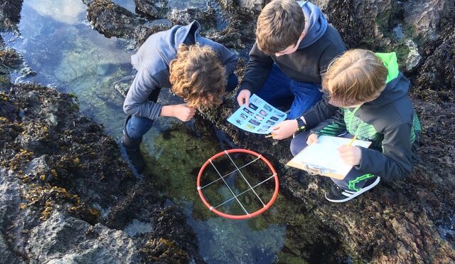 Three youths measuring invertebrates at a tide pool