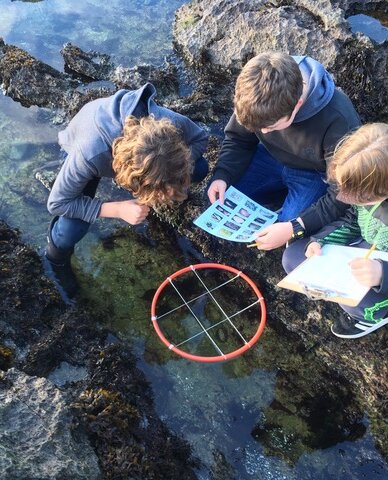 Three youths measuring invertebrates at a tide pool