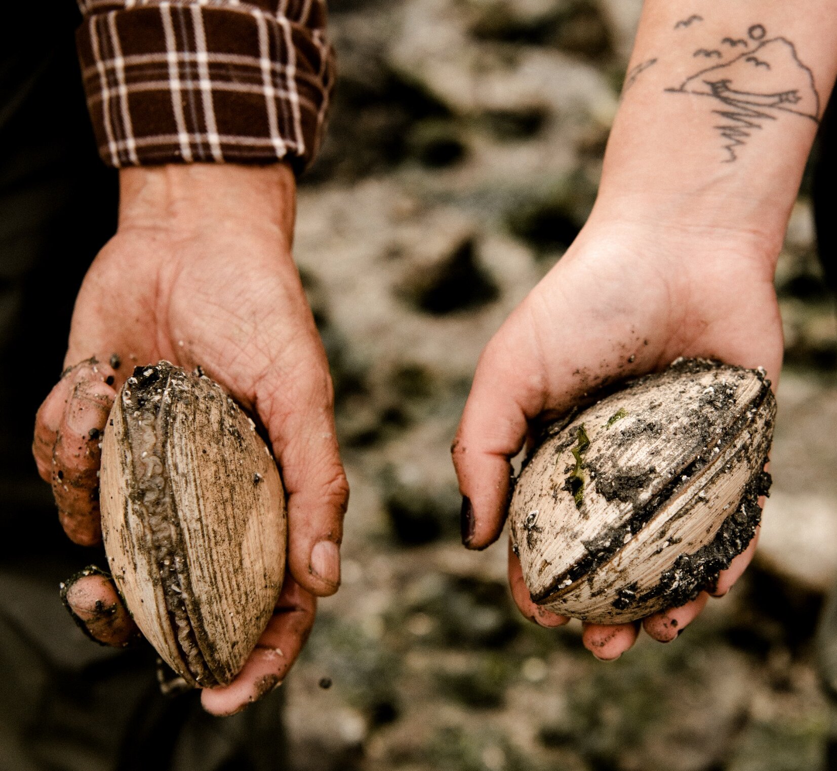 Two hands, one with a tattoo on the wrist, holding clams.