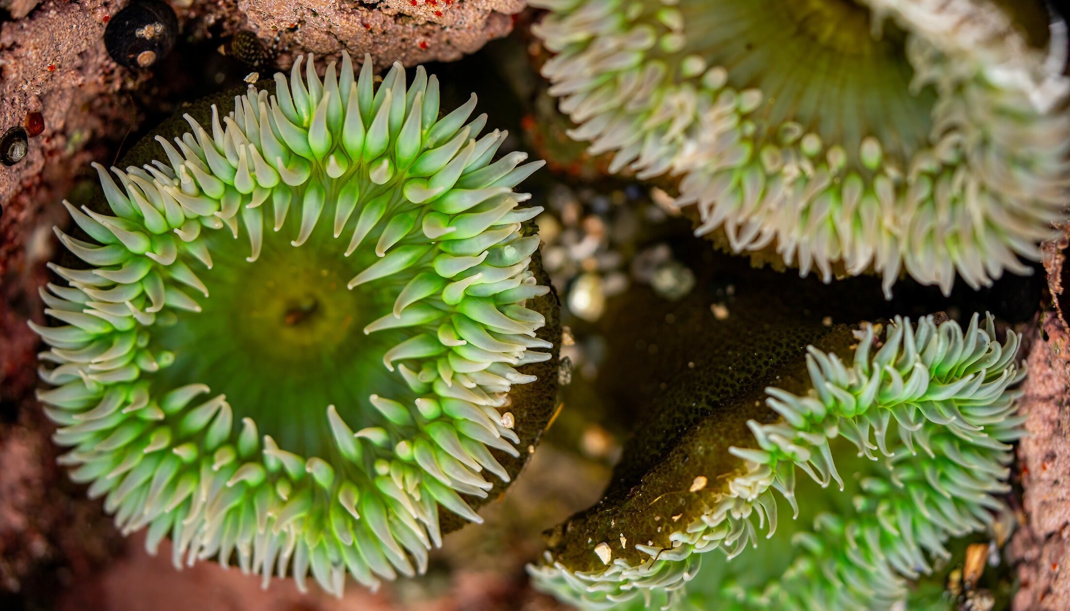 Grouping of three green sea anemones in a tide pool