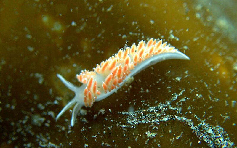 Sea slug on a piece of kelp