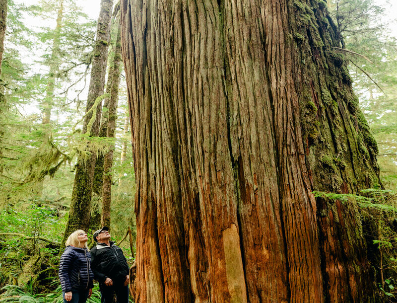 Two active seniors looking up at a big tree