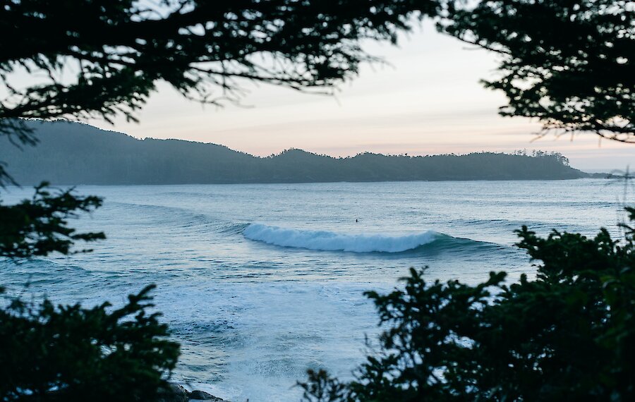 Surf through the branches of trees