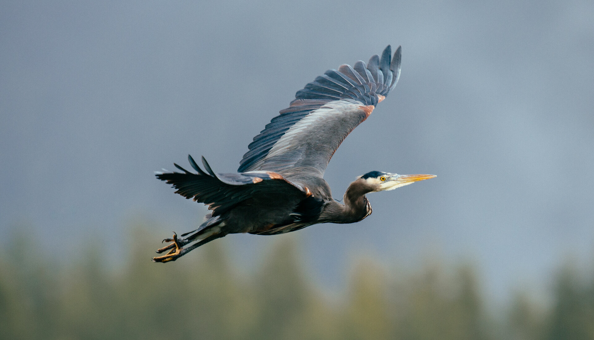 Blue heron