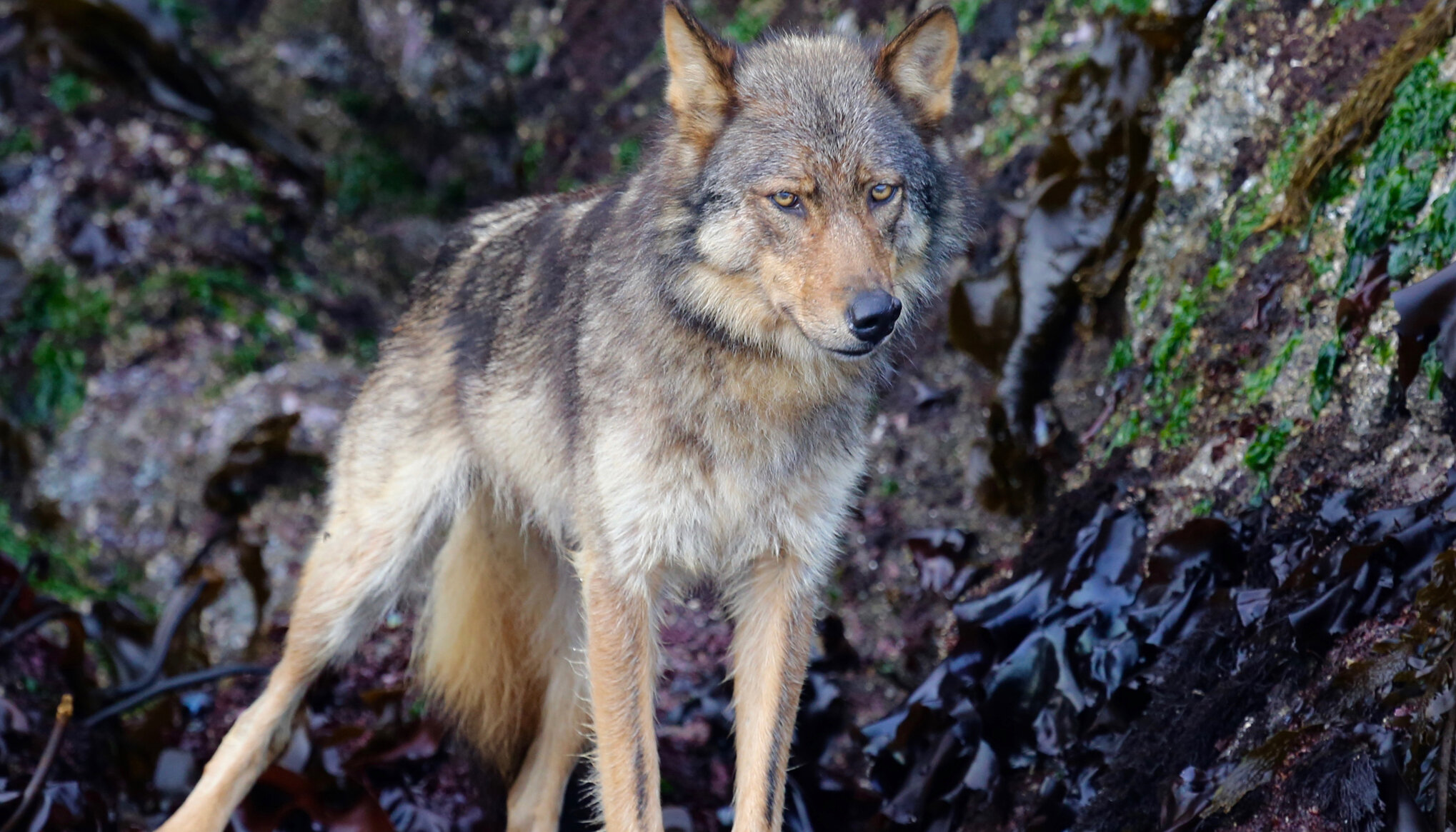 Wolf standing on kelp on the shoreline