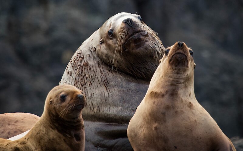Sea lions with their heads up on the rocks