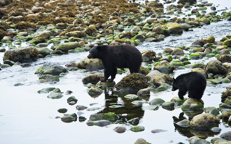 Bear with a cub walking across rocks on the shoreline