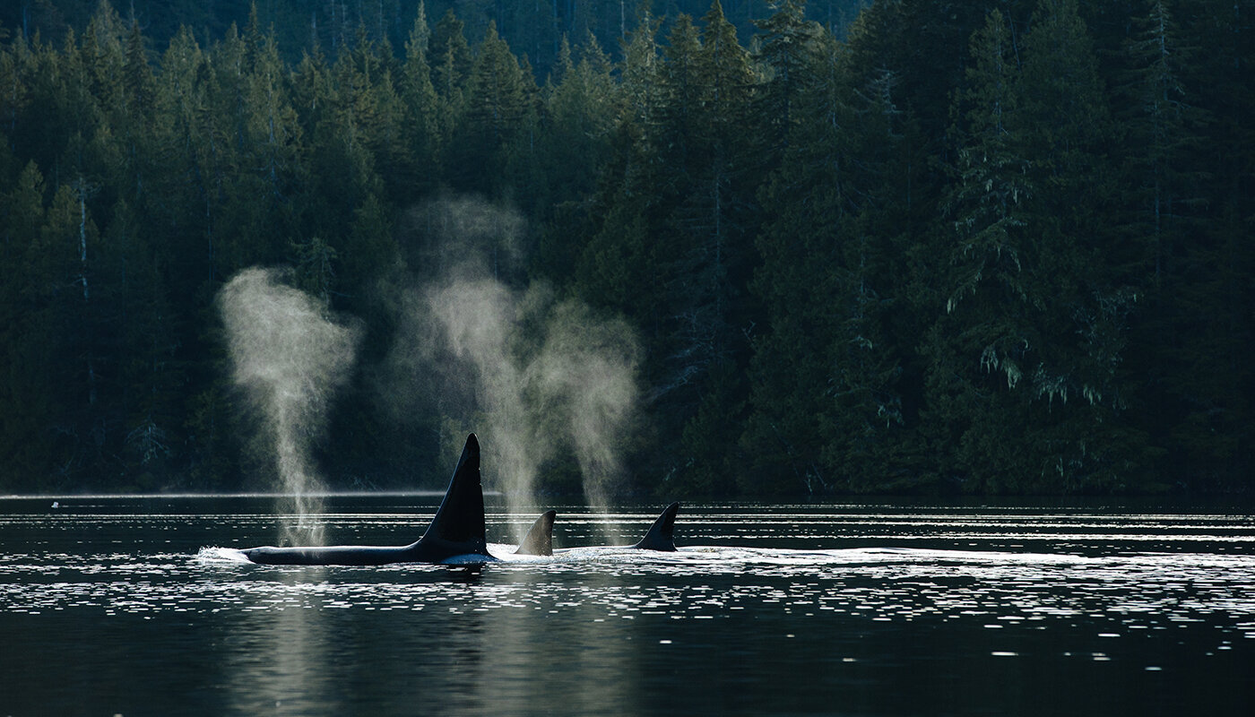 Pod of Orcas expressing air in calm waters with forest in the background