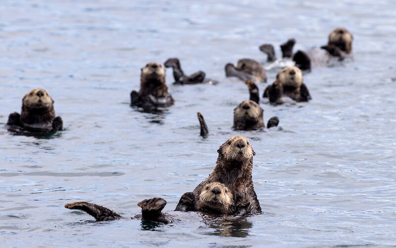 Group of sea otters on their backs with their heads out of the water