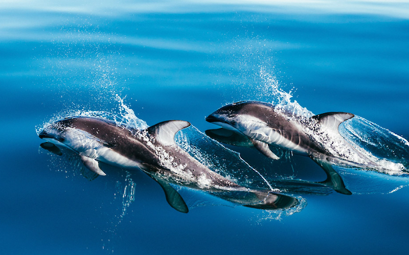 Two White-sided dolphins surfacing out of the water.