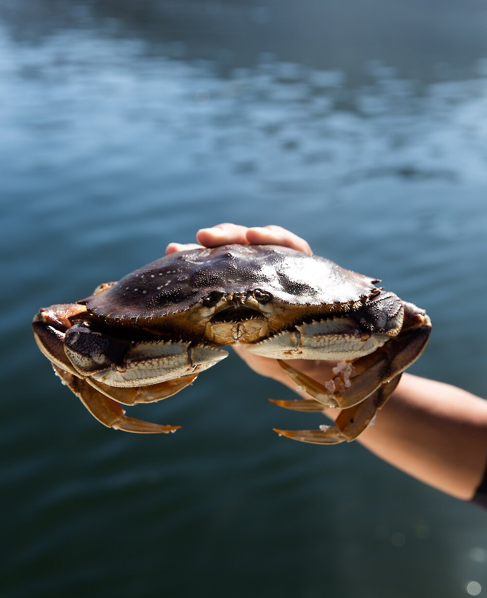 Person holding a crab out of the water
