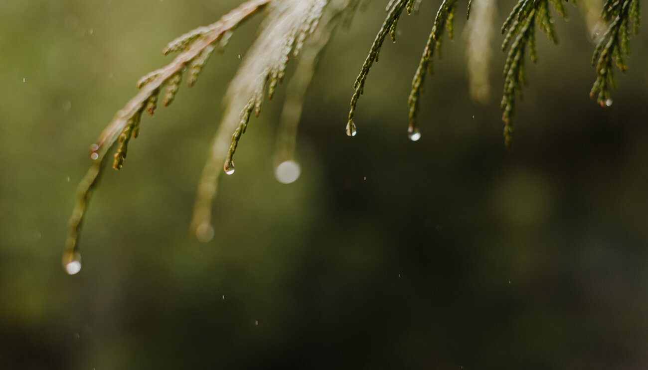 Cedar branches with rain dripping off the tips