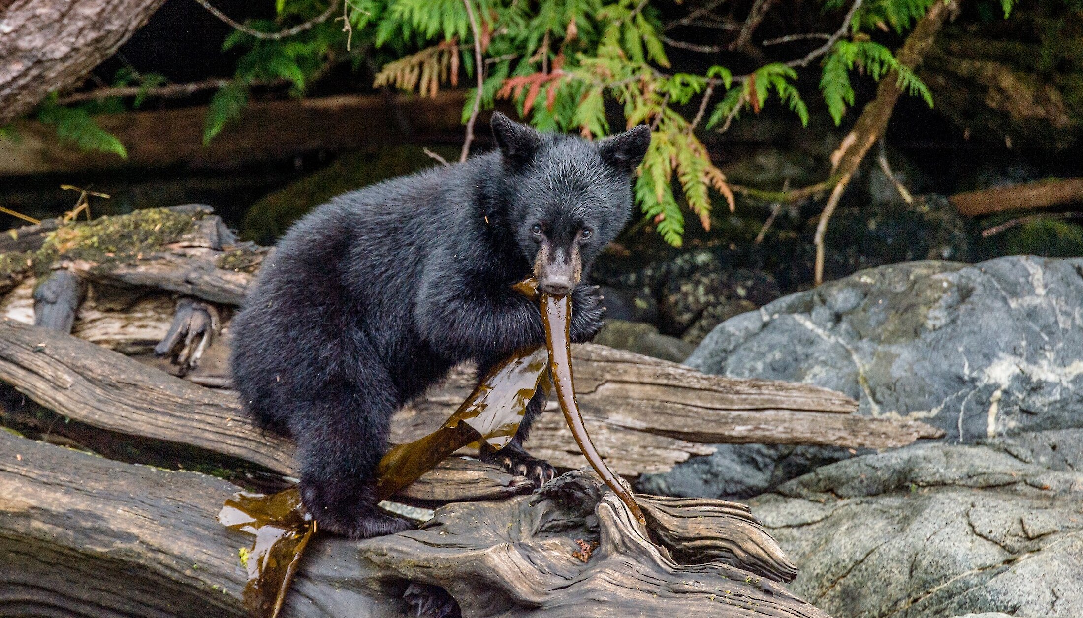 Black bear cub on a piece of driftwood