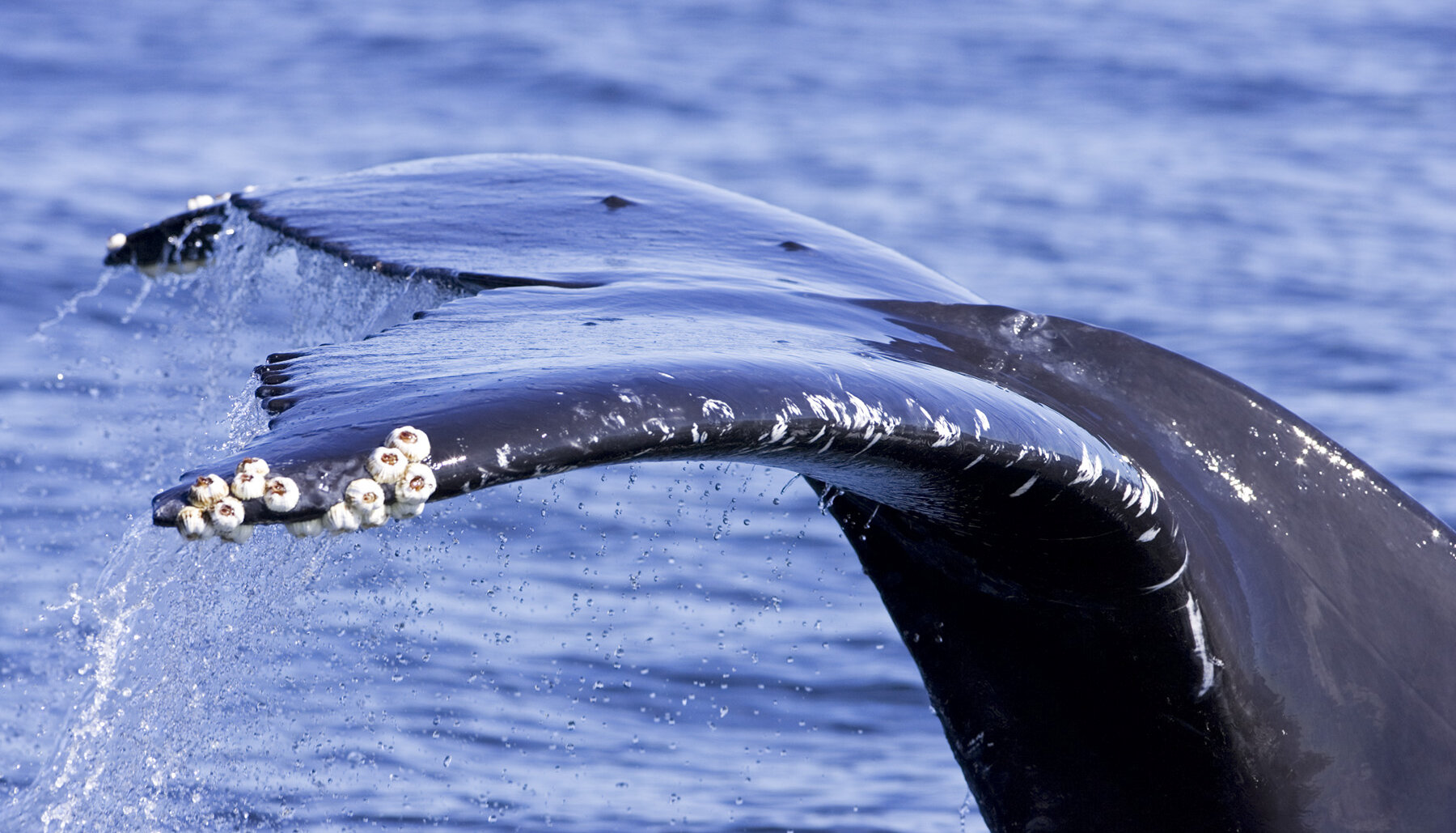 Tail of a whale coming out of the ocean with barnacles on it