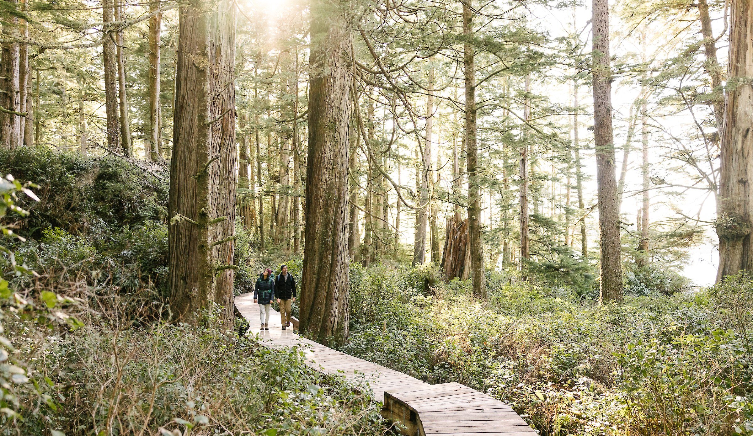 Man and woman walking on boardwalk in old-growth forest