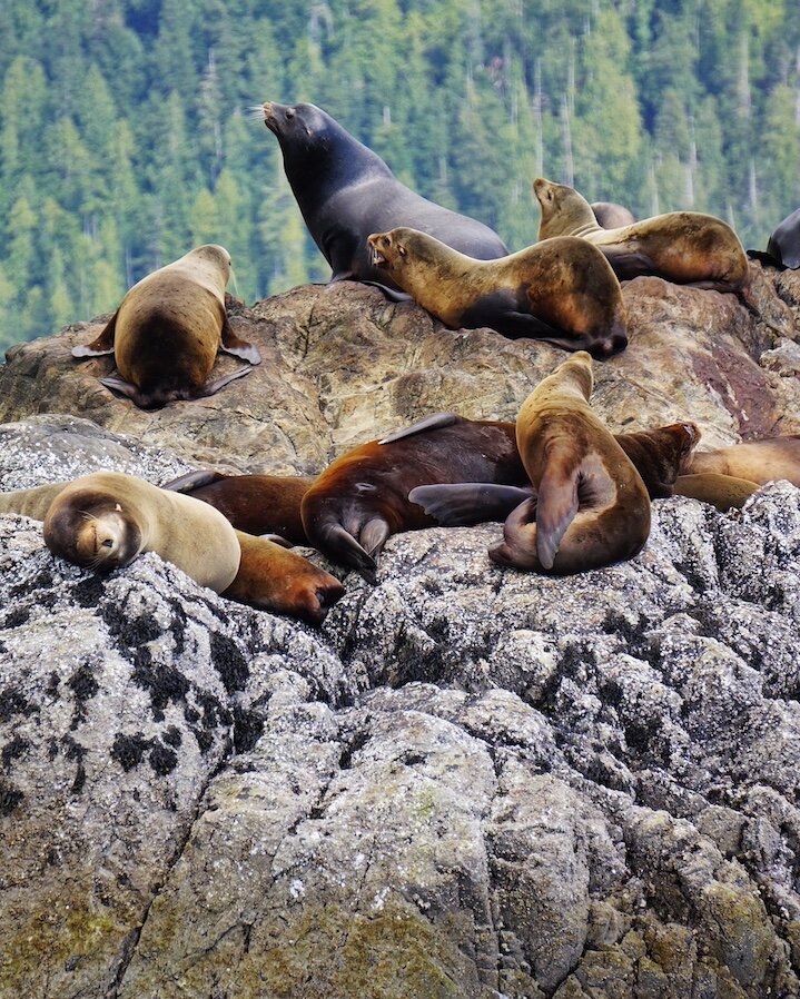 Sea ions basking on a rock