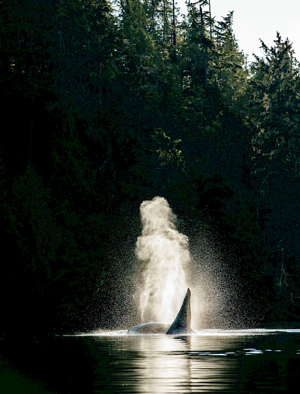 Orca exhaling in still water with forest in the background