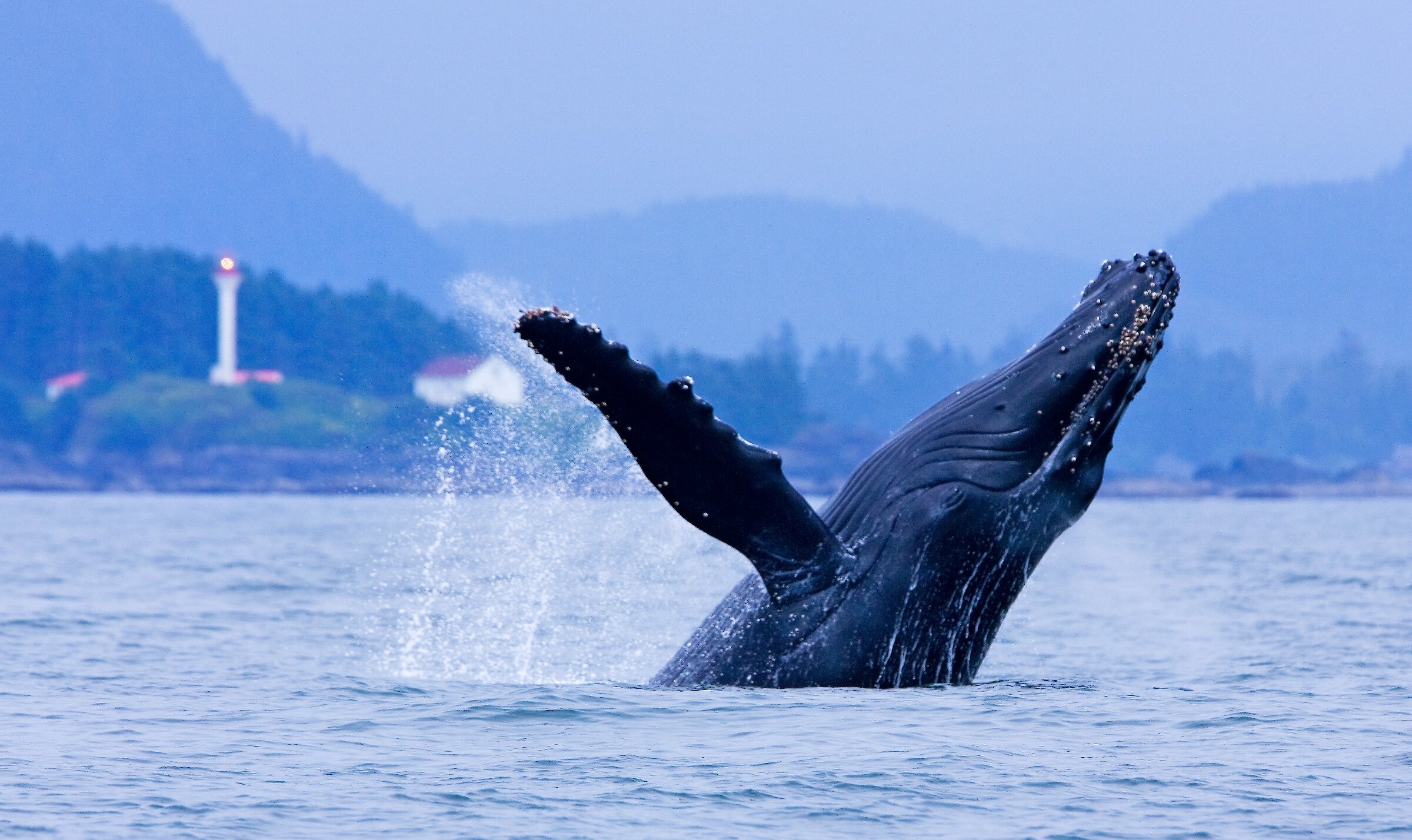 Humpback whale breeching in the water