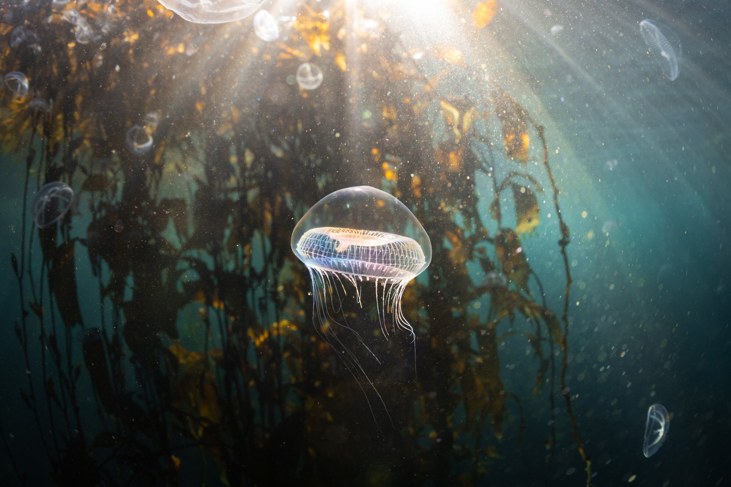 Jellyfish floating amongst a kelp bed