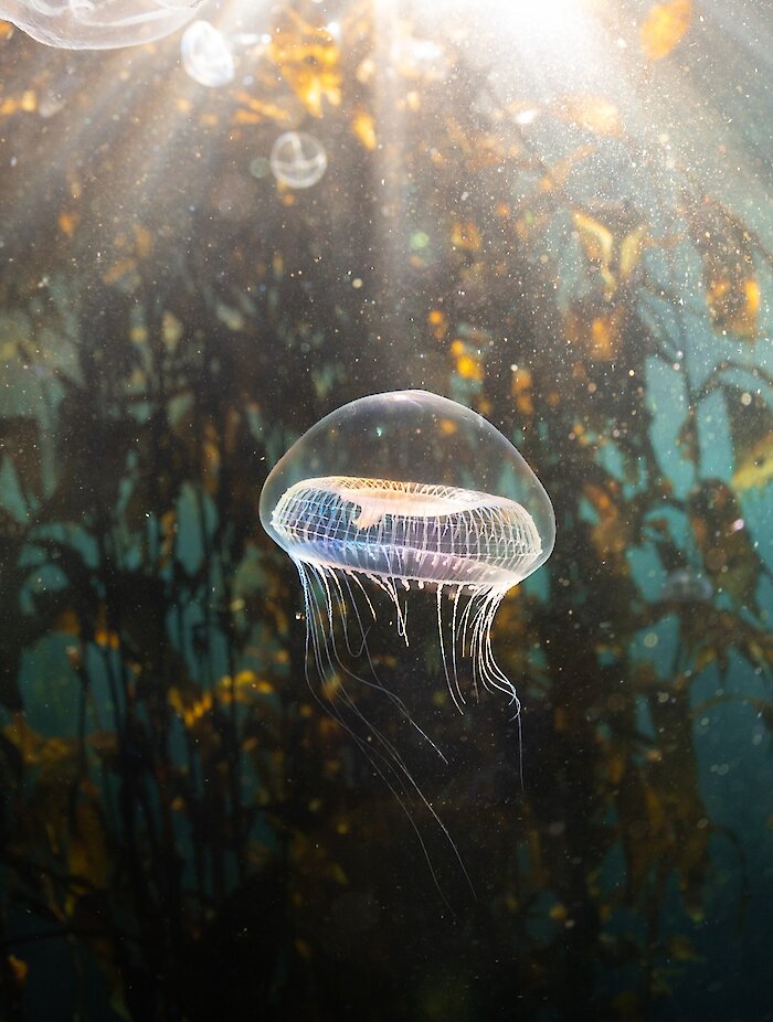 Jellyfish floating amongst a kelp bed