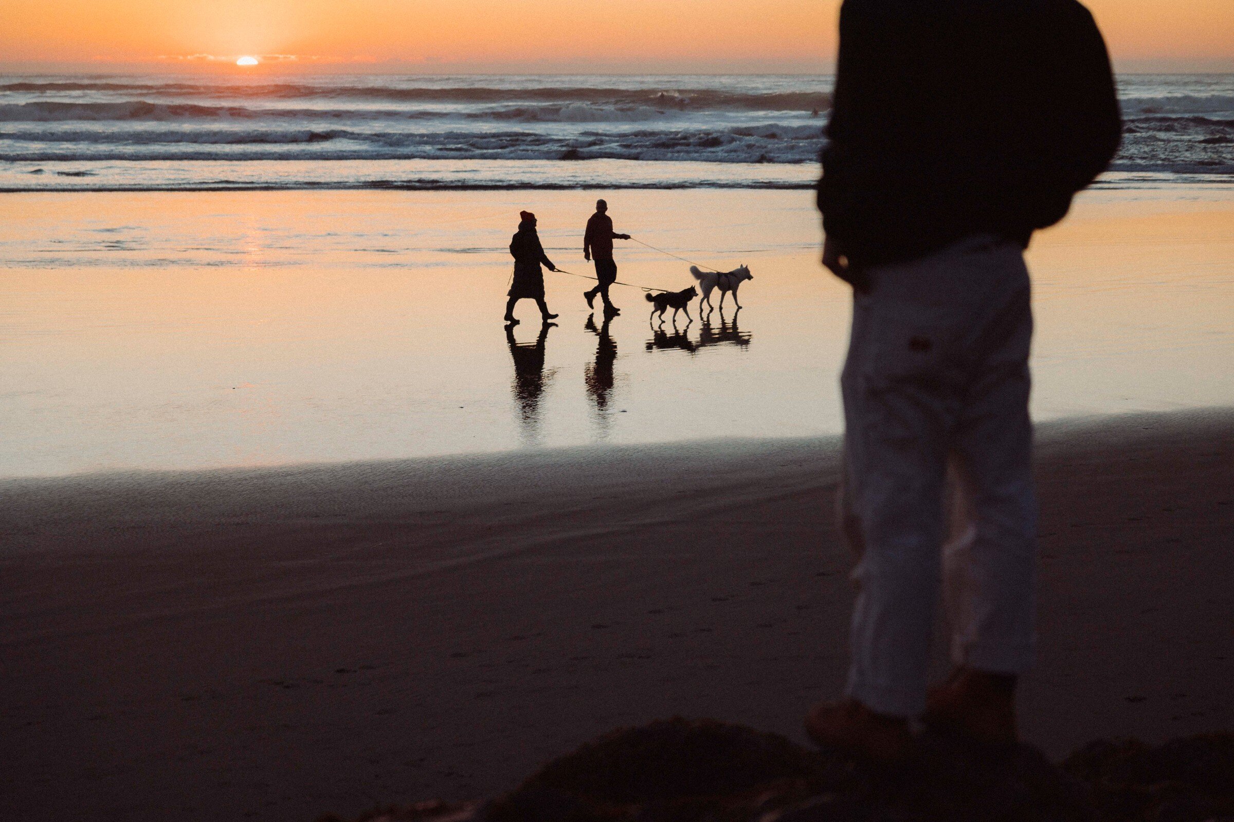 Person look at the sunset with people walking their dogs on leash on the beach