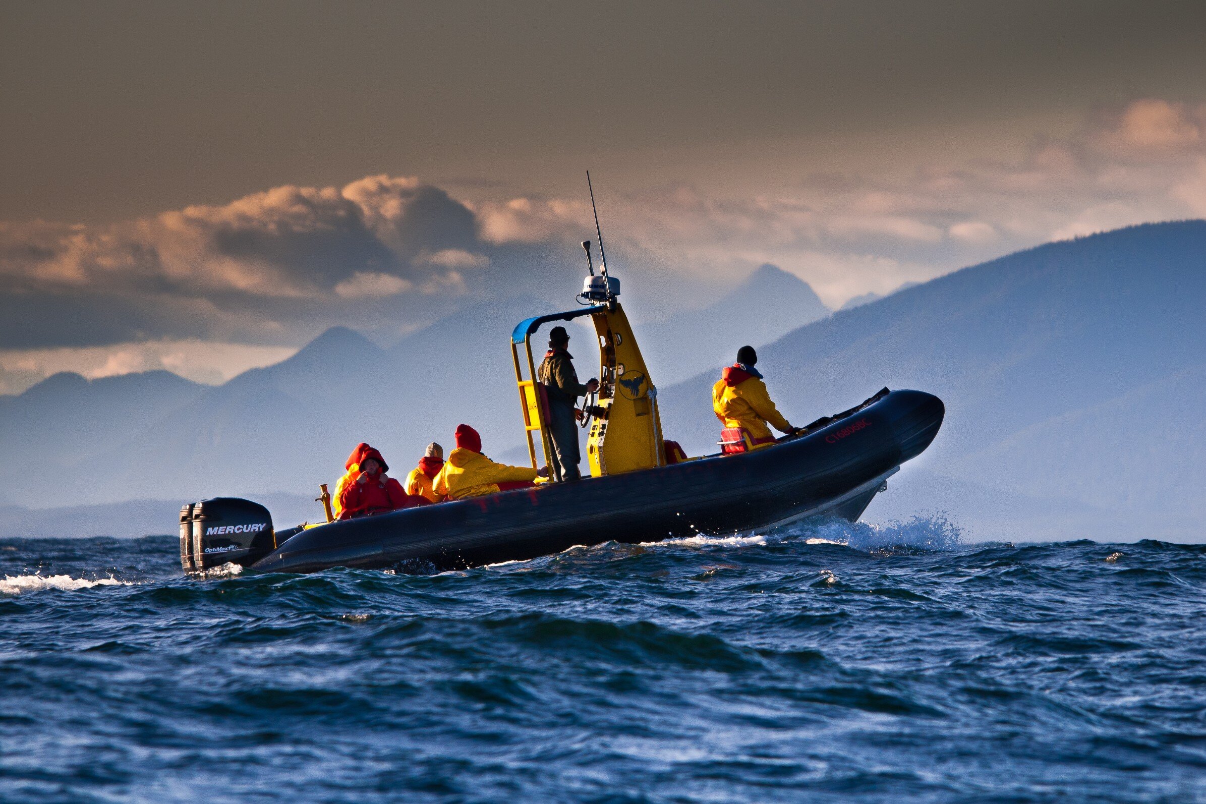 A zodiac boat cruising Clayoquot Sound on a whale watching trip