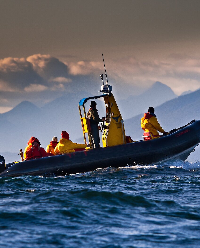 A zodiac boat cruising Clayoquot Sound on a whale watching trip