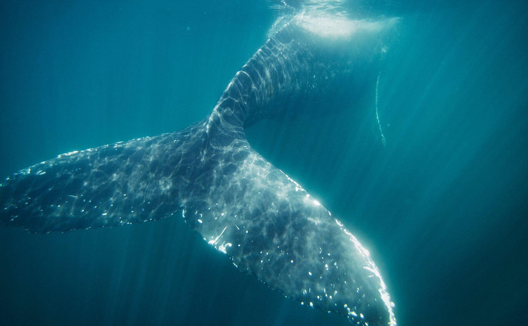 Underwater Humpback whale tail shot